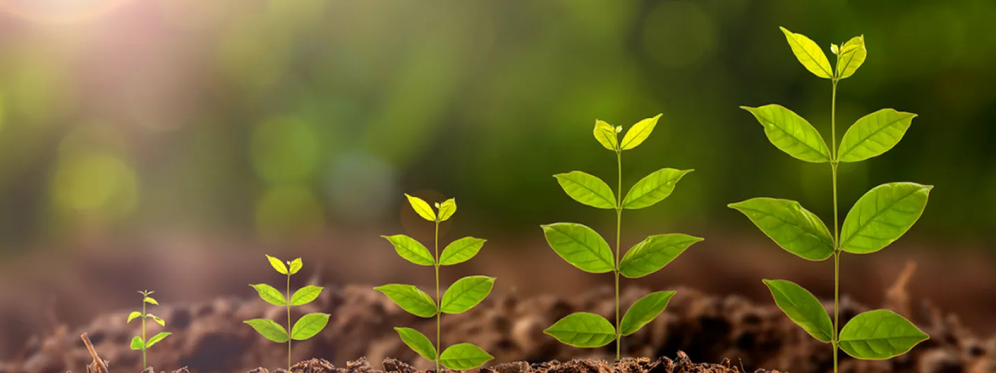 Five plants, small to large in ascending order from left to right