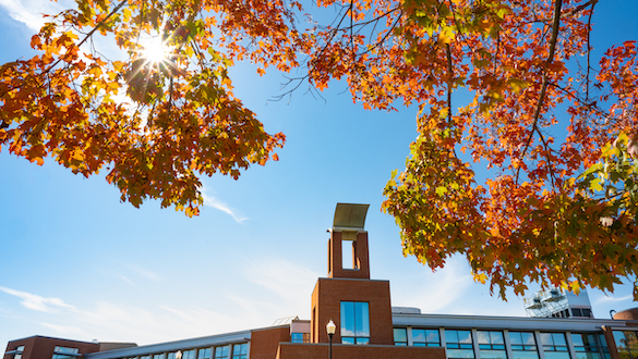 Fall leaves