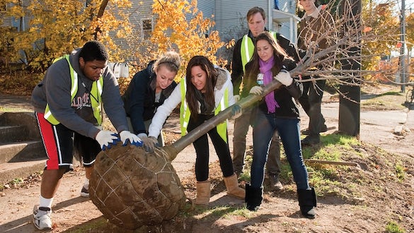 Students planting a tree